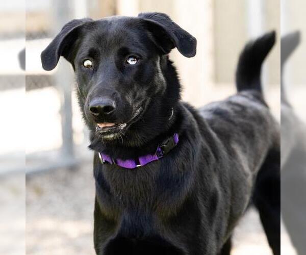 Medium Photo #1 Labrador Retriever Puppy For Sale in Camarillo, CA, USA