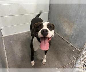 Labrador Retriever-Unknown Mix Dogs for adoption in Tavares, FL, USA