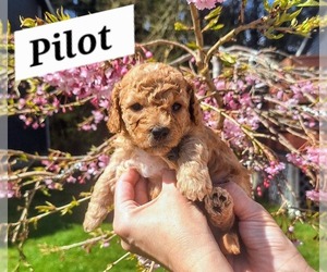 Goldendoodle mix (+ Poodle Miniature) Puppy for sale in ASTORIA, OR, USA
