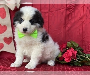 Border Collie-Maremma Sheepdog Mix Puppy for sale in LANCASTER, PA, USA