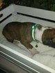 Small Photo #4 Boxer Puppy For Sale in OAKLAND, CA, USA