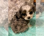Small Photo #8 Aussiedoodle Miniature  Puppy For Sale in TRAFALGAR, IN, USA