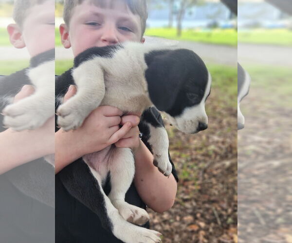 Medium Photo #9 Australian Shepherd-Beagle Mix Puppy For Sale in Wakefield, RI, USA