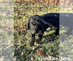 Airedoodle Puppy for Sale in CASSVILLE, Missouri USA