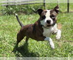 Small #3 American Pit Bull Terrier Mix