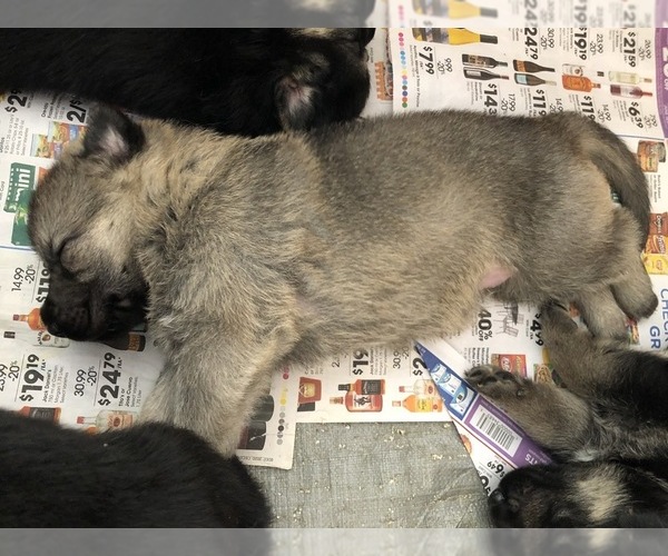 Medium Photo #12 German Shepherd Dog Puppy For Sale in BLMGTN, IN, USA