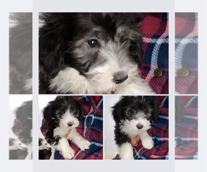 Old English Sheepdog-Poodle (Miniature) Mix Puppy for sale in FORT MADISON, IA, USA