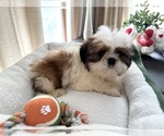Small Photo #3 Shih Tzu Puppy For Sale in ASHBURNHAM, MA, USA
