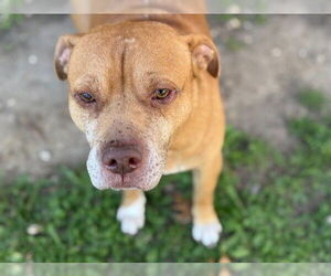 Mutt Dogs for adoption in Tulsa, OK, USA