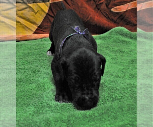 Medium Photo #9 Great Dane Puppy For Sale in BANGOR, WI, USA