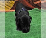 Small Photo #9 Great Dane Puppy For Sale in BANGOR, WI, USA