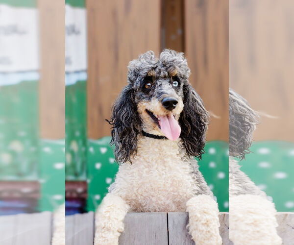 Medium Photo #1 Poodle (Miniature) Puppy For Sale in Pacolet, SC, USA