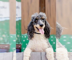 Poodle (Miniature) Dogs for adoption in Pacolet, SC, USA