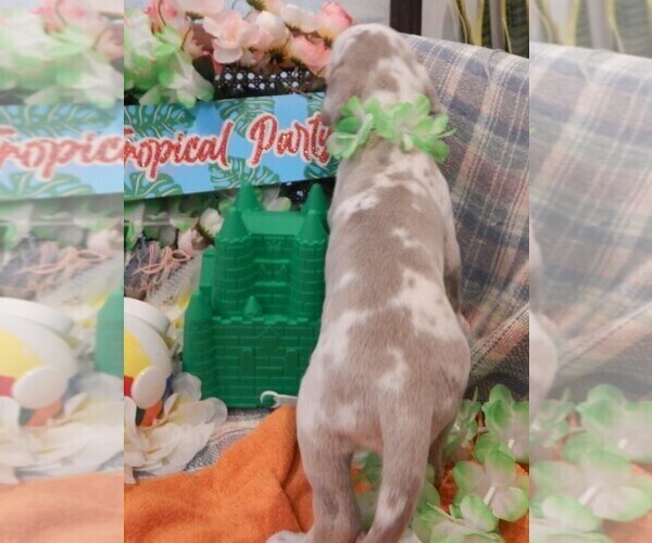 Medium Photo #4 Great Dane Puppy For Sale in SPRAGGS, PA, USA