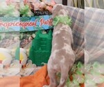 Small #3 Great Dane