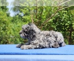 Small #7 Poodle (Toy)