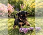 Puppy Bullseye Morkie