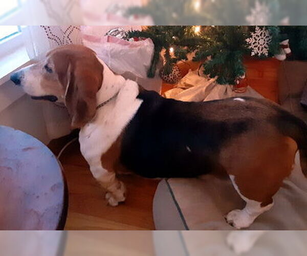 Medium Photo #5 Basset Hound Puppy For Sale in Deepwater, NJ, USA