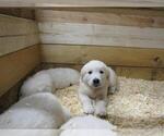 Small Photo #5 English Cream Golden Retriever Puppy For Sale in MILLVILLE, MA, USA