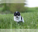 Small Photo #10 Chihuahua Puppy For Sale in WARSAW, IN, USA