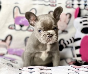 French Bulldog Puppy for sale in OJAI, CA, USA