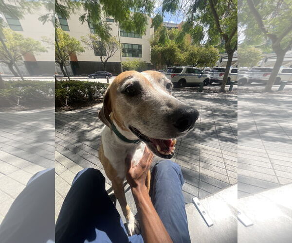 Medium Photo #3 Beagle-Unknown Mix Puppy For Sale in Miami, FL, USA