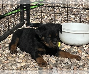 Rottweiler Puppy for sale in CHINO VALLEY, AZ, USA