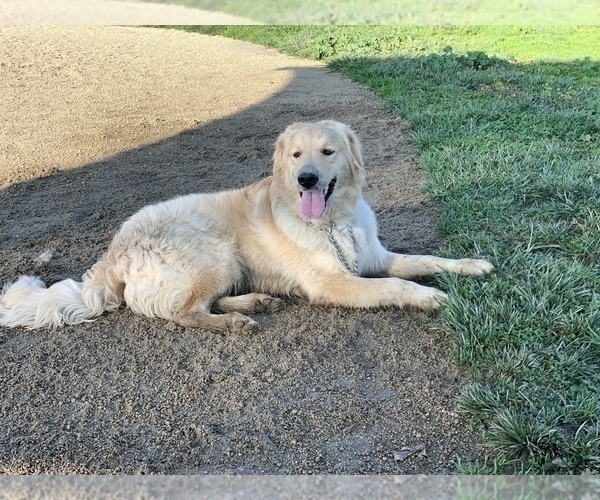 Medium Photo #33 Golden Retriever Puppy For Sale in SACRAMENTO, CA, USA