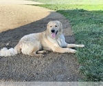 Small Photo #33 Golden Retriever Puppy For Sale in SACRAMENTO, CA, USA