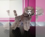 Zara - Female Poodle (Toy) Puppy for Sale - Small photo