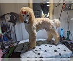 Small Photo #4 Poodle (Standard) Puppy For Sale in SAND SPRINGS, OK, USA