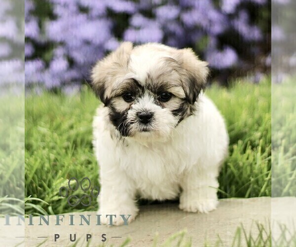 Medium Photo #1 Zuchon Puppy For Sale in RONKS, PA, USA