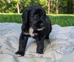 Small Photo #41 Golden Mountain Doodle  Puppy For Sale in BROKEN ARROW, OK, USA