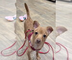 Small Photo #2 Chihuahua-Unknown Mix Puppy For Sale in Davis, CA, USA