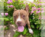Small #6 American Pit Bull Terrier