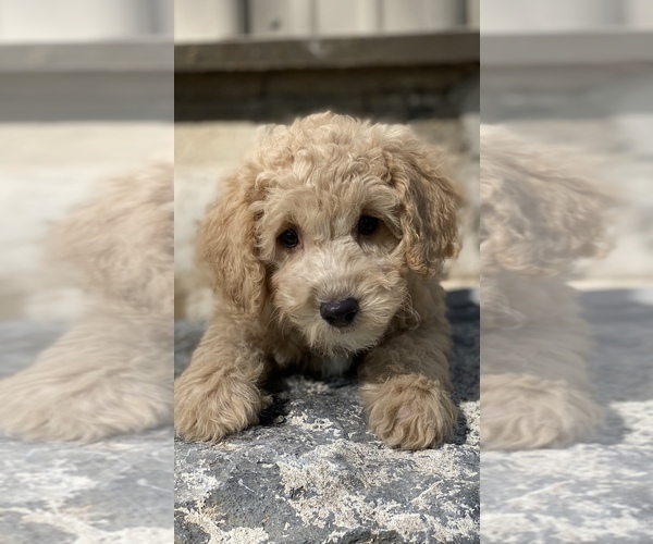 Medium Photo #7 Poodle (Toy) Puppy For Sale in CANOGA, NY, USA