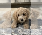 Small Photo #7 Poodle (Toy) Puppy For Sale in CANOGA, NY, USA