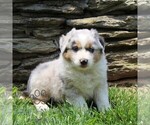 Small Australian Shepherd