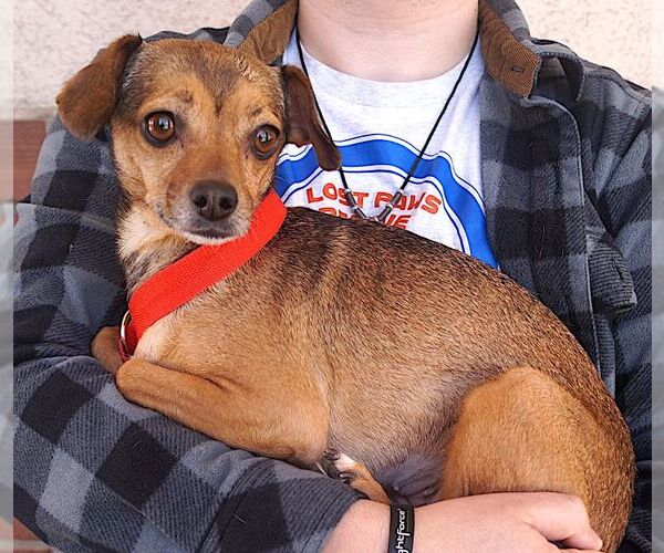 Medium Photo #3 Chihuahua-Unknown Mix Puppy For Sale in Carrollton, TX, USA