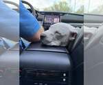Small #12 Labrador Retriever Mix