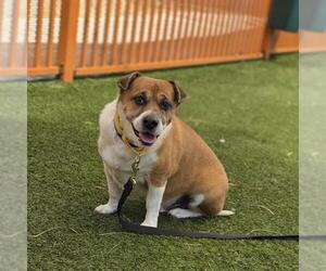 Beagle-Unknown Mix Dogs for adoption in Las Vegas, NV, USA