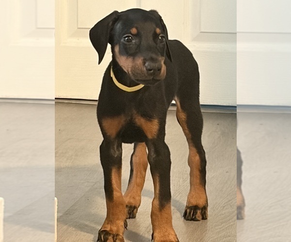 Medium Photo #27 Doberman Pinscher Puppy For Sale in CHEPACHET, RI, USA
