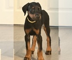 Small #26 Doberman Pinscher