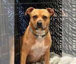 Small #11 American Pit Bull Terrier Mix