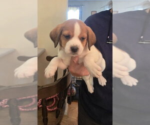 Beagle-Unknown Mix Dogs for adoption in Aurora, IN, USA