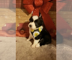 Australian Shepherd Puppy for sale in JEFFERSON CITY, MO, USA