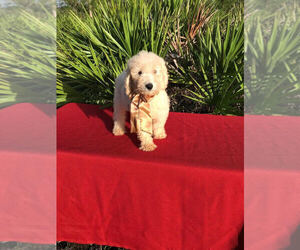 Goldendoodle-Poodle (Miniature) Mix Puppy for sale in WINTER HAVEN, FL, USA