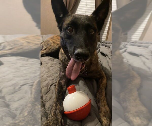 Medium Photo #10 - Mix Puppy For Sale in Imlay City, MI, USA