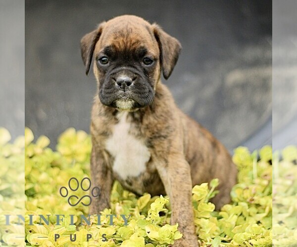 Medium Photo #3 Boxer Puppy For Sale in GORDONVILLE, PA, USA