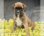 Small #2 Boxer